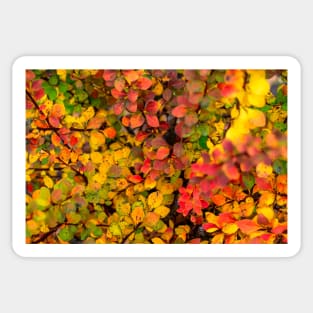 Autumn background of barberry bush Sticker